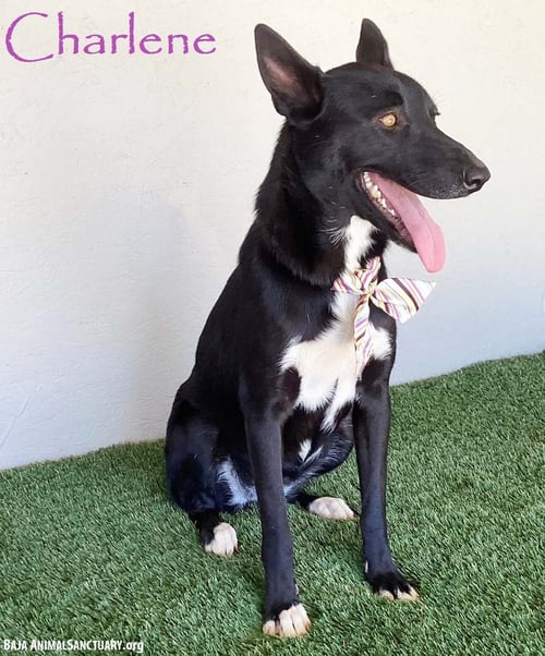 CHARLENE - Black Labrador Retriever / Australian Cattle Dog/Blue Heeler available for adoption