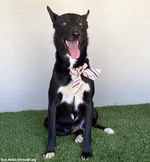 CHARLENE - Black Labrador Retriever / Australian Cattle Dog/Blue Heeler available for adoption