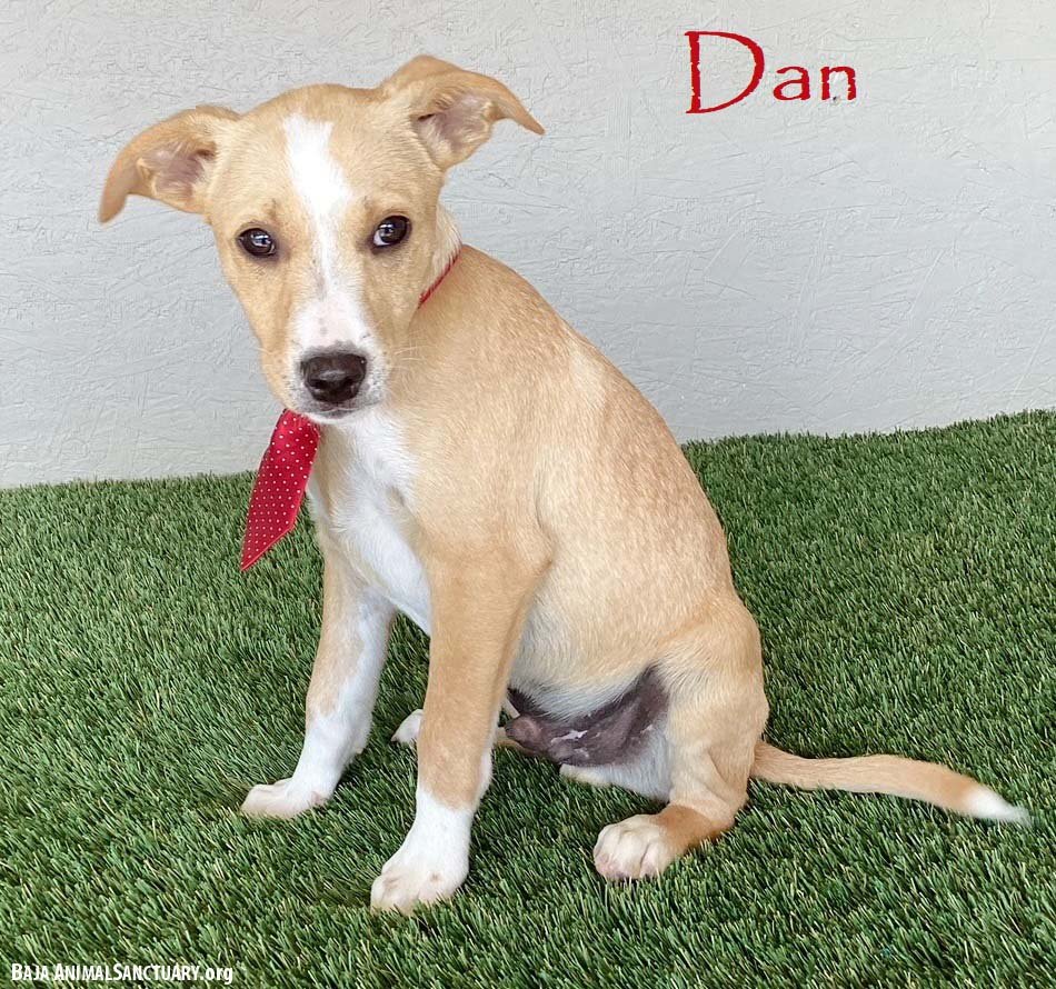 DAN - Labrador Retriever / Boxer available for adoption