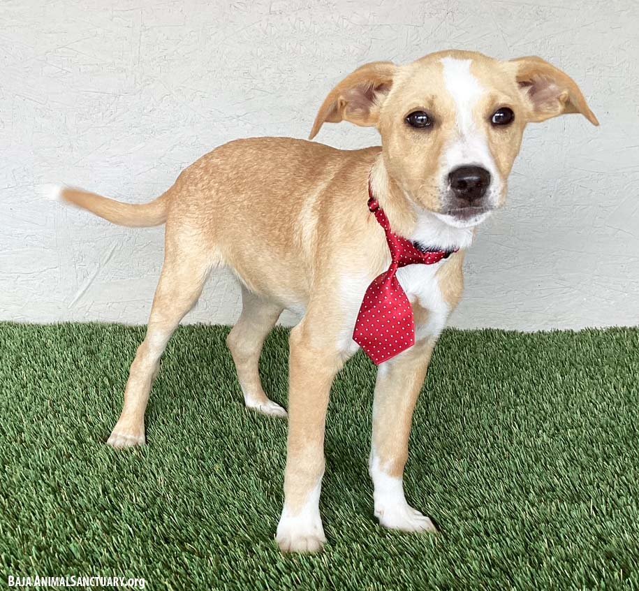 DAN - Labrador Retriever / Boxer available for adoption