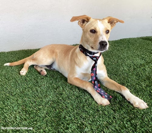 DAN - Labrador Retriever / Boxer available for adoption