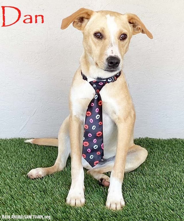 Dan Image