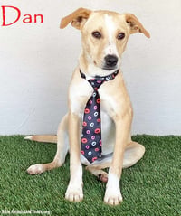 Dan - Photo 1