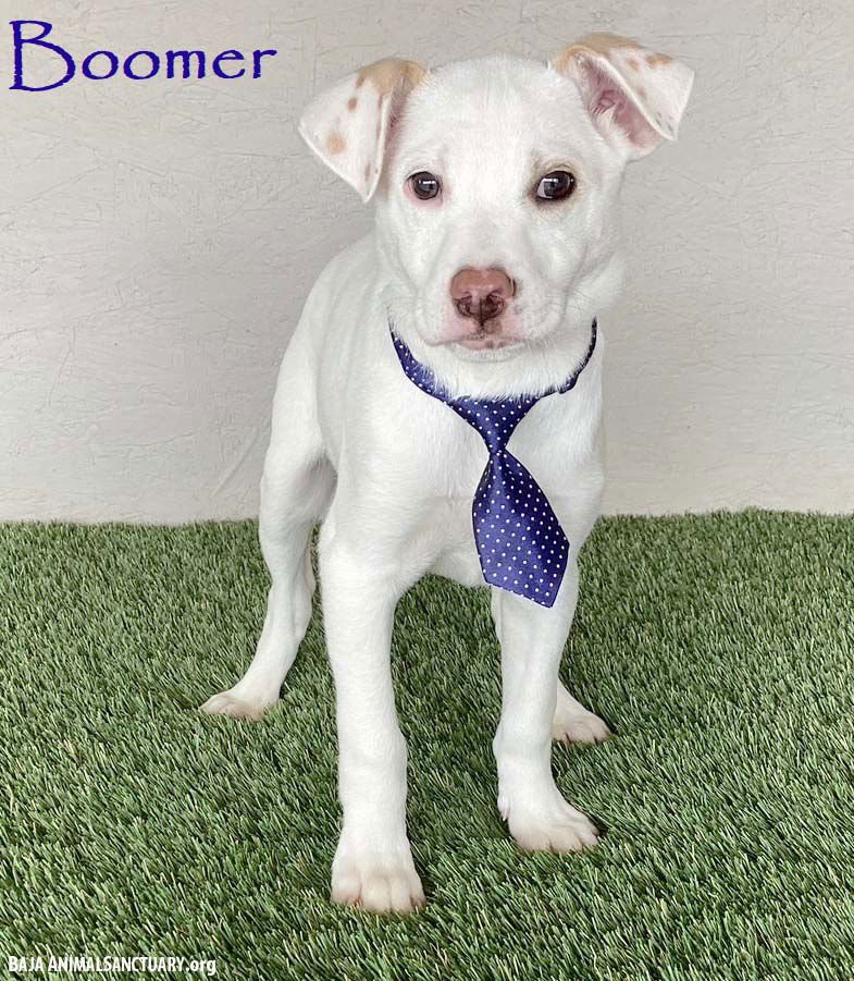 BOOMER - Labrador Retriever / Boxer available for adoption