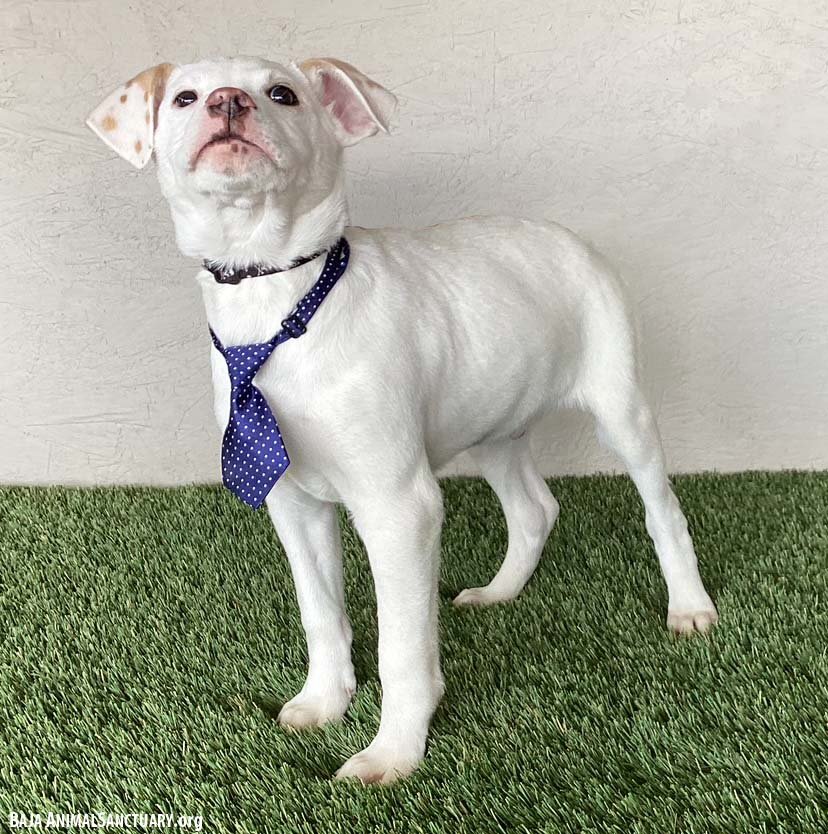 BOOMER - Labrador Retriever / Boxer available for adoption