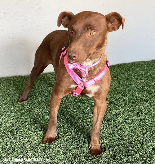 CANELA - Chocolate Labrador Retriever / Pit Bull Terrier available for adoption