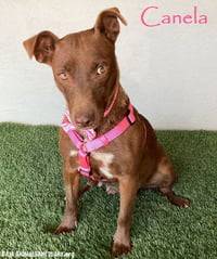 Canela - Photo 1
