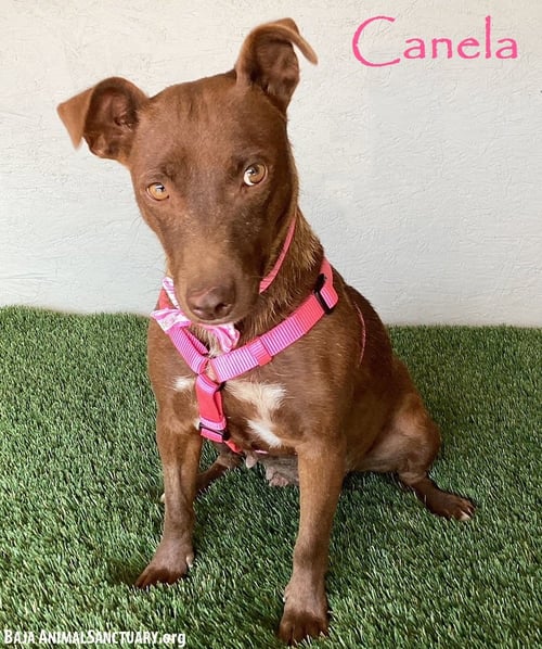 CANELA - Chocolate Labrador Retriever / Pit Bull Terrier available for adoption