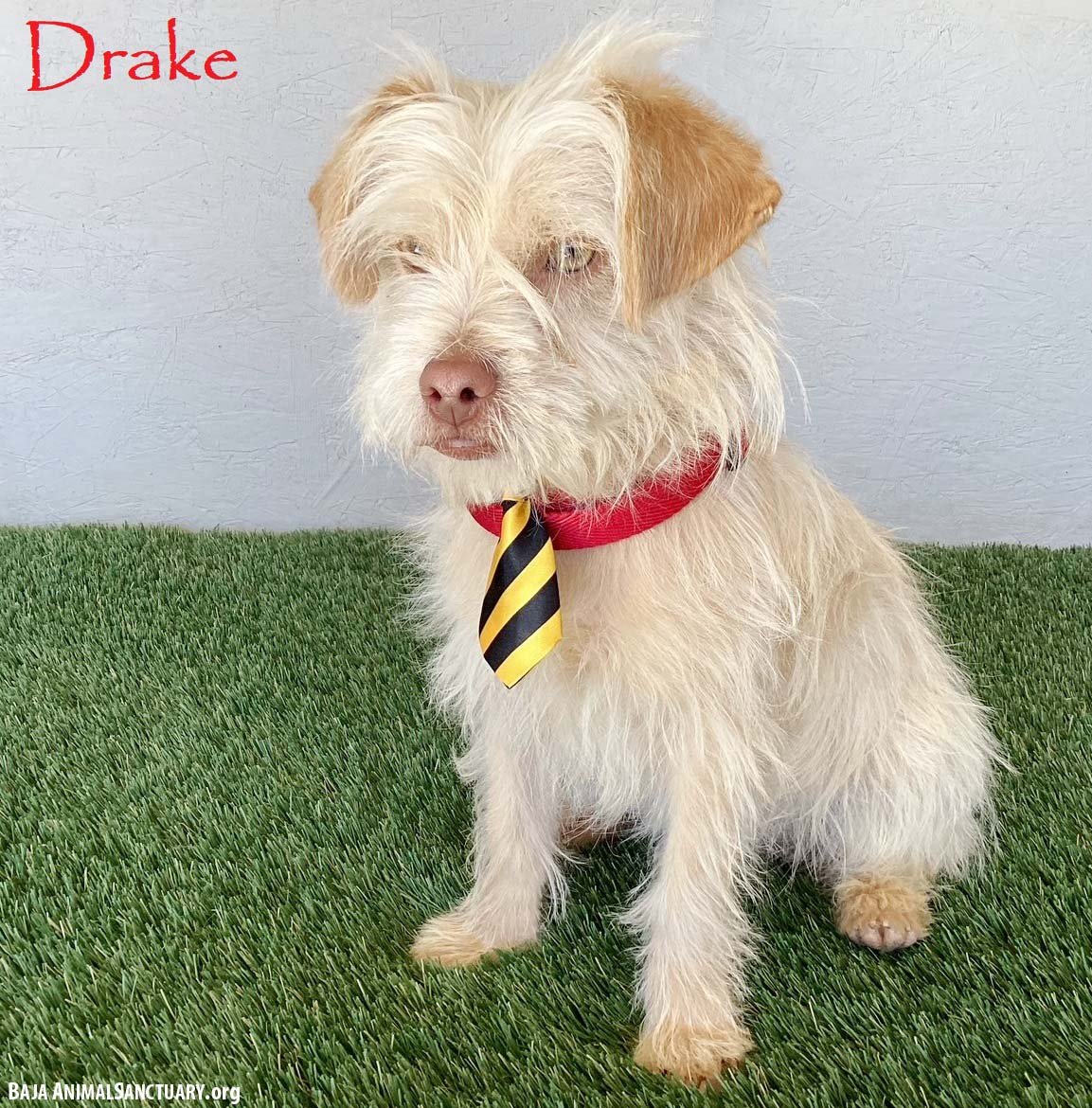 DRAKE - Terrier available for adoption