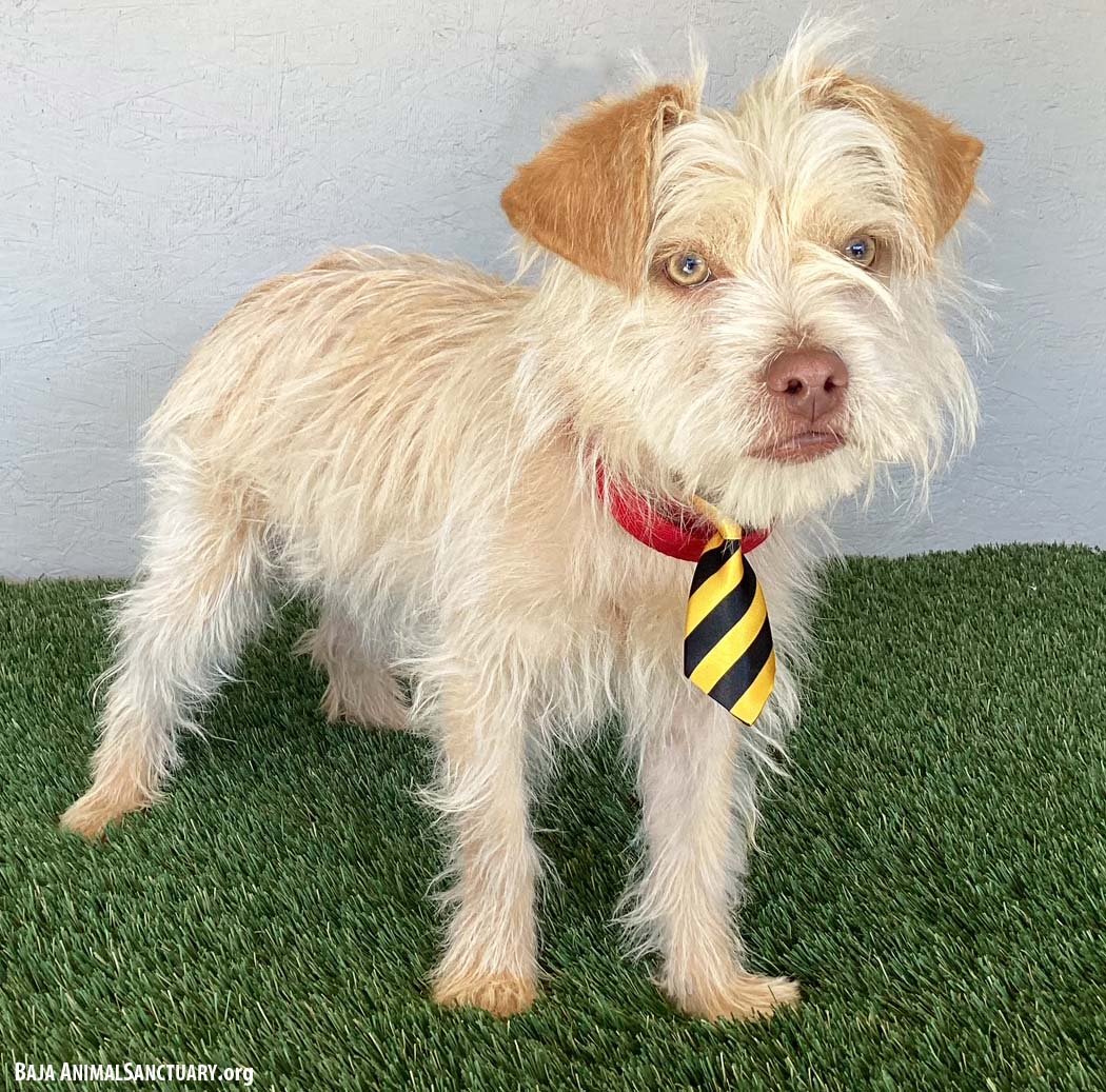 DRAKE - Terrier available for adoption