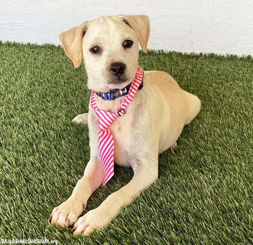 CLARK - Rat Terrier / Yellow Labrador Retriever available for adoption