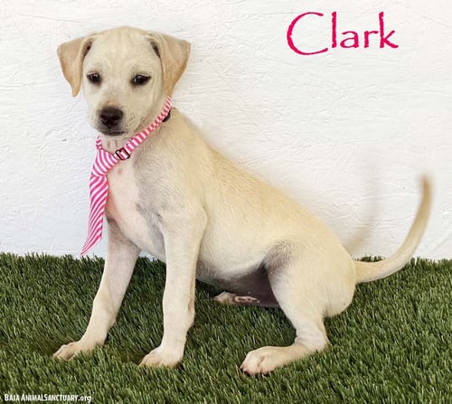 CLARK - Rat Terrier / Yellow Labrador Retriever available for adoption