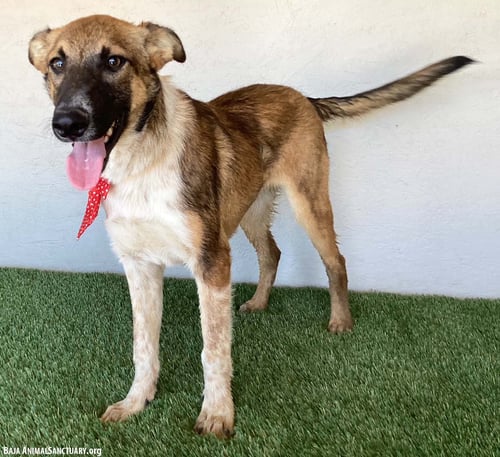 KARLA - Belgian Shepherd Malinois available for adoption