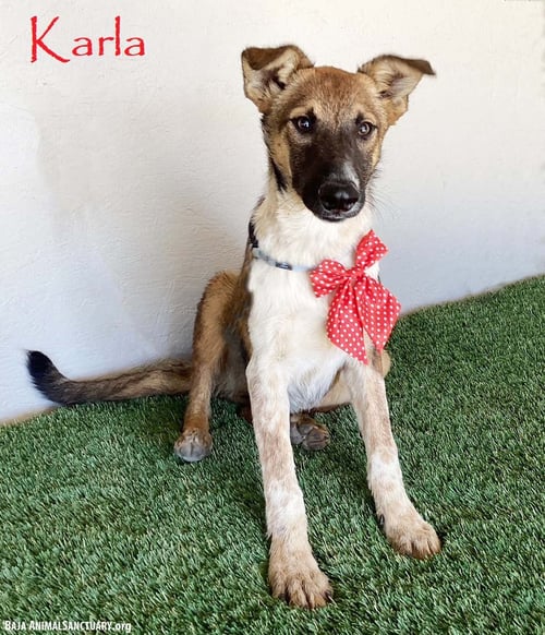 KARLA - Belgian Shepherd Malinois available for adoption