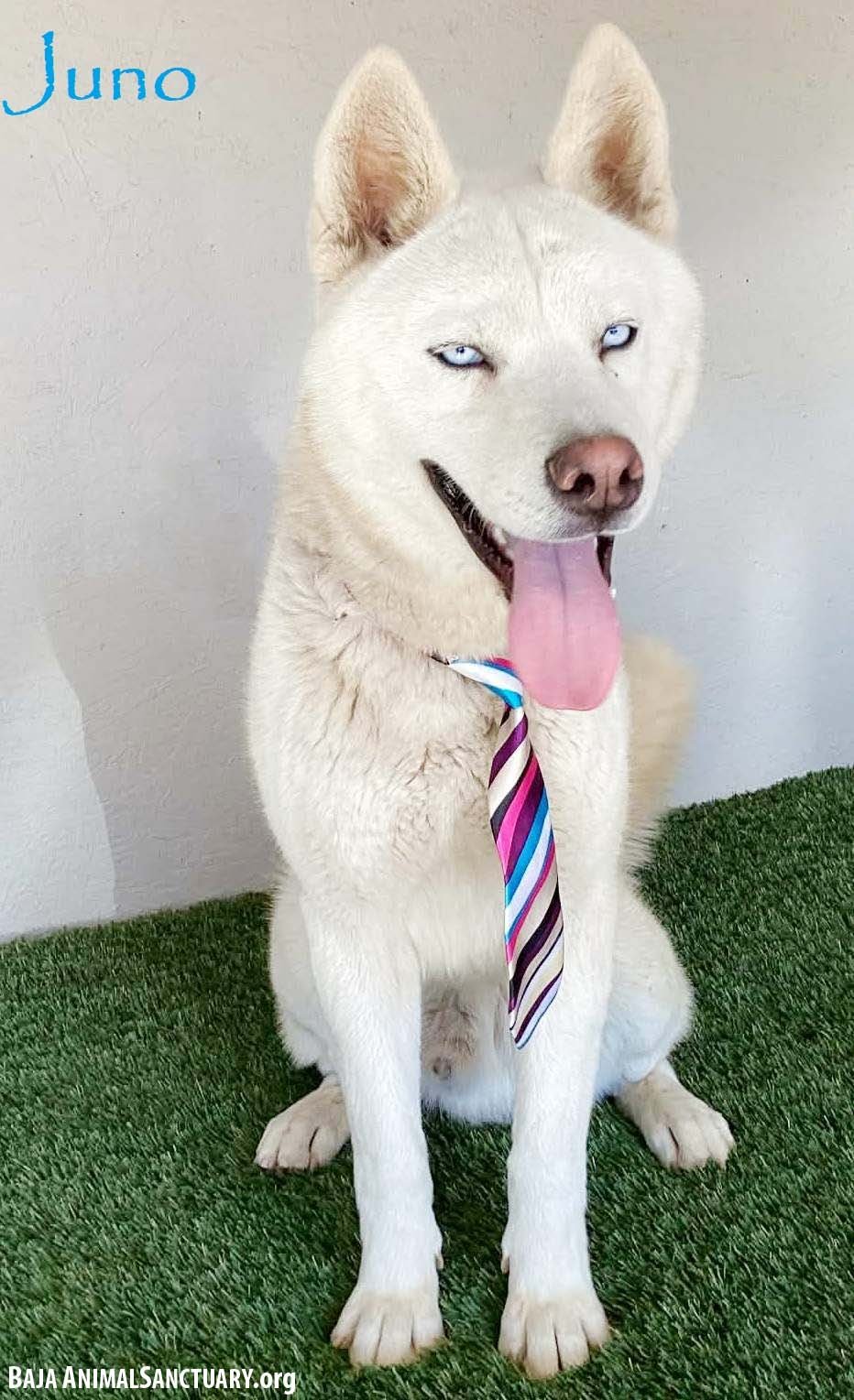 JUNO - Husky available for adoption