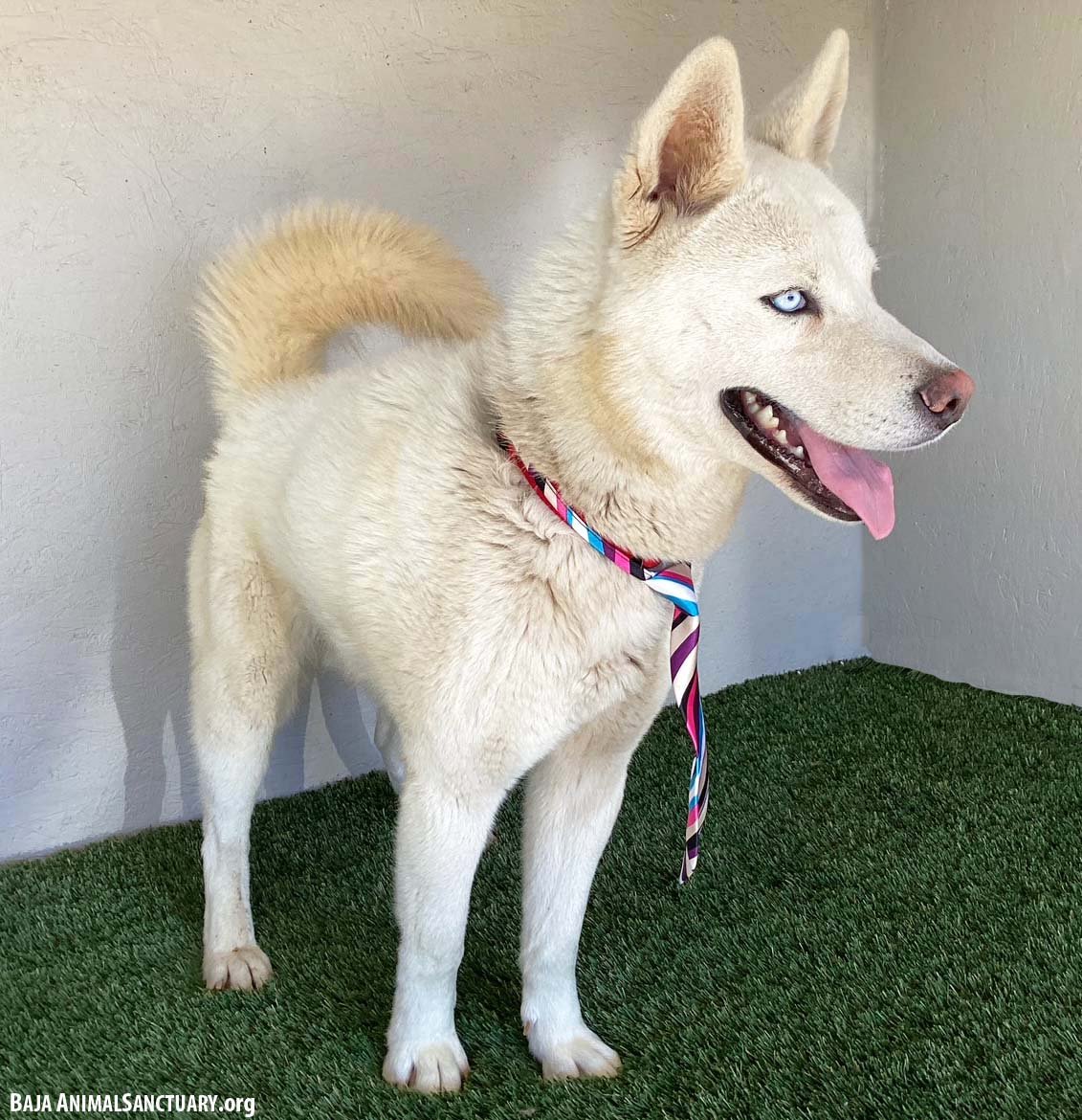 JUNO - Husky available for adoption