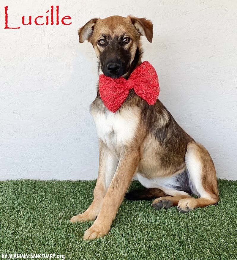 LUCILLE - German Shepherd Dog available for adoption