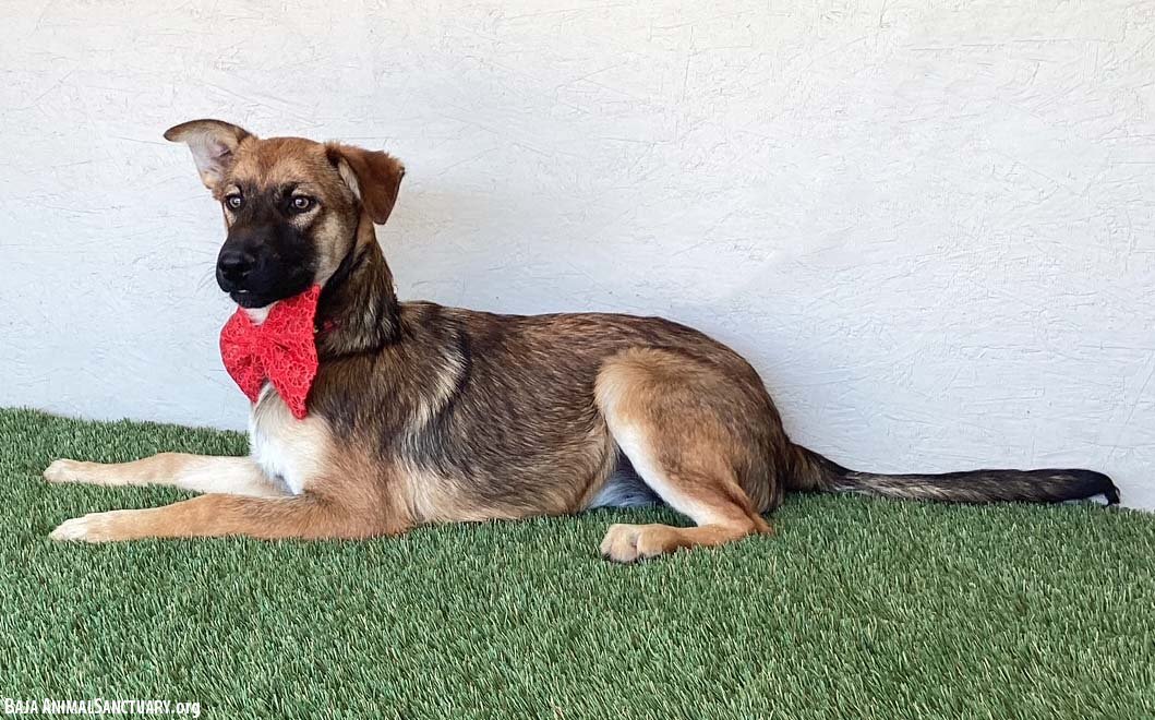 LUCILLE - German Shepherd Dog available for adoption