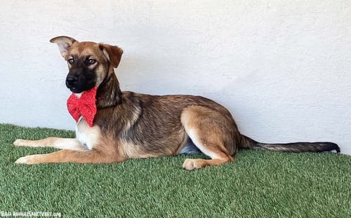 LUCILLE - German Shepherd Dog available for adoption