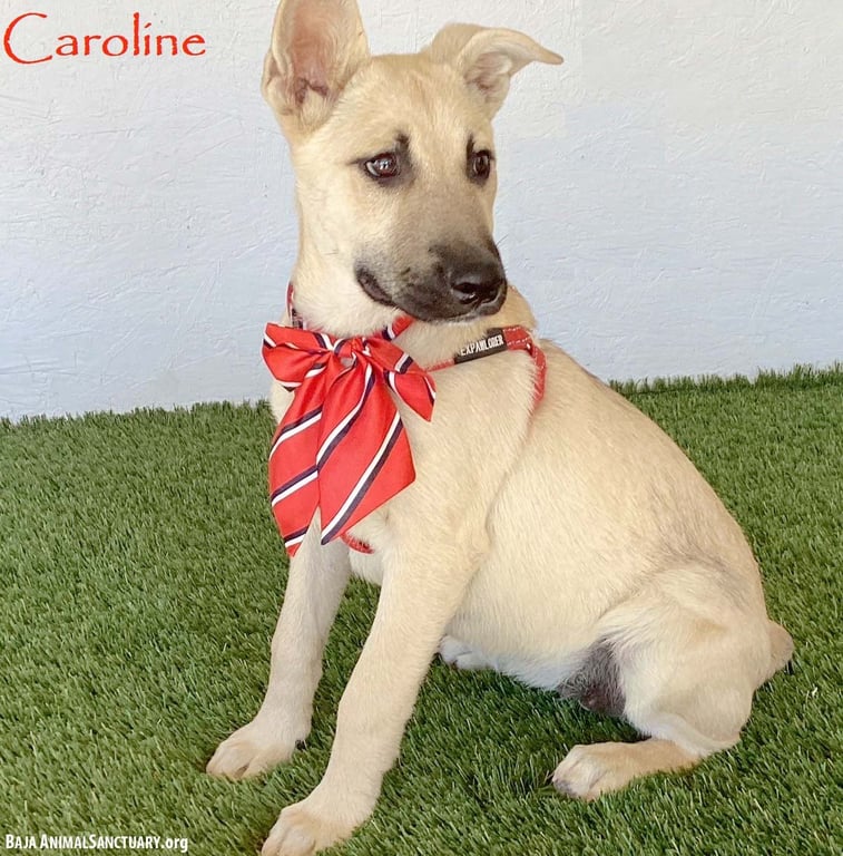 Caroline Image