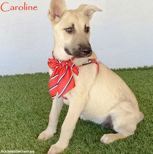CAROLINE - German Shepherd Dog available for adoption