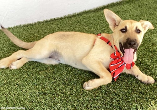 CAROLINE - German Shepherd Dog available for adoption