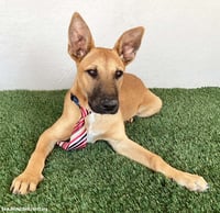 Opie - Photo 2