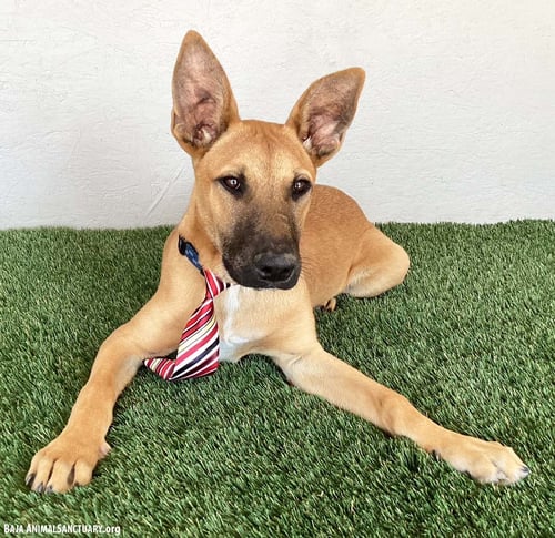 OPIE - Belgian Shepherd Malinois available for adoption