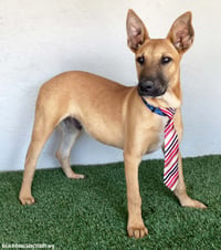 Opie - Photo 3