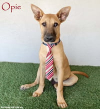 Opie - Photo 1
