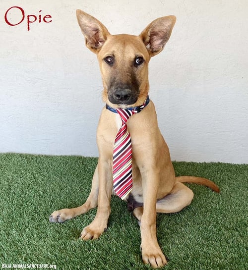 OPIE - Belgian Shepherd Malinois available for adoption