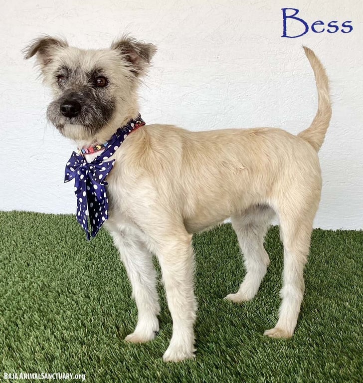 Bess Image