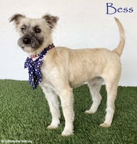Bess - Photo 1