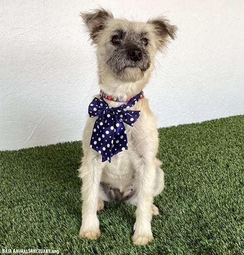 BESS - Soft-Coated Wheaten Terrier available for adoption