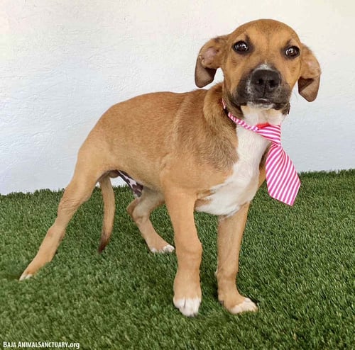 CODY - Shepherd / Labrador Retriever available for adoption