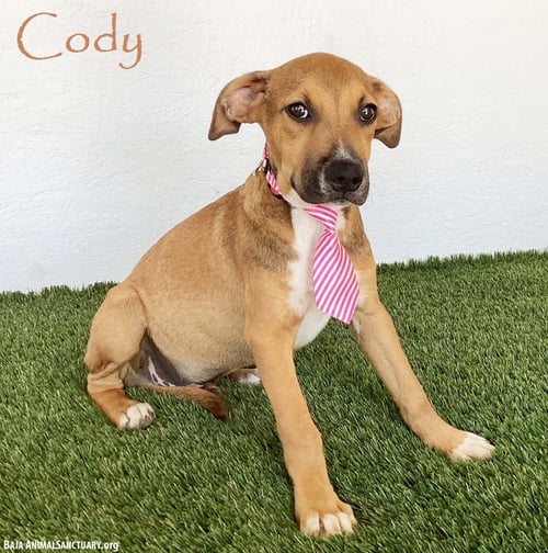 CODY - Shepherd / Labrador Retriever available for adoption