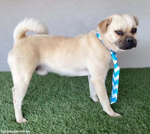 MONTE - Pug available for adoption