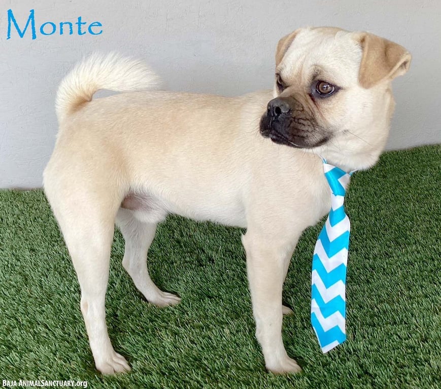 Monte Image
