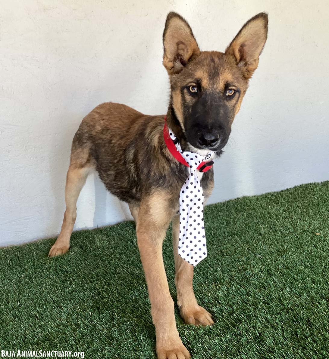 DUKE - German Shepherd Dog available for adoption