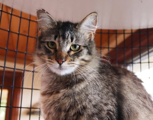 ZELDA - Birman available for adoption
