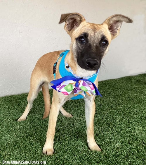 MAMIE - Black Mouth Cur / Shepherd available for adoption