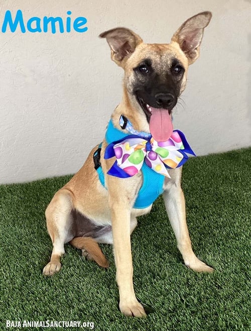 MAMIE - Black Mouth Cur / Shepherd available for adoption
