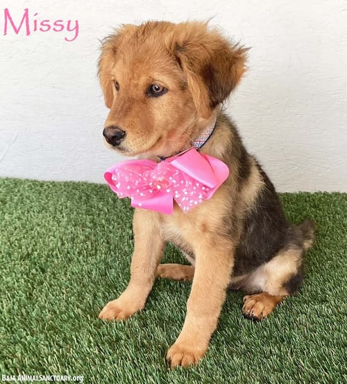 MISSY
