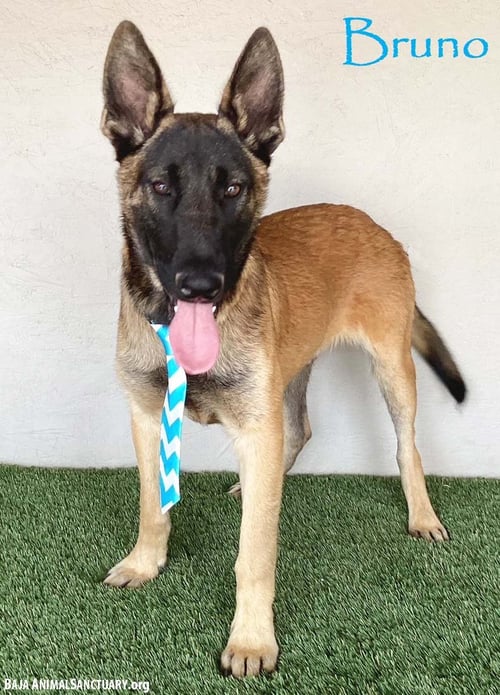 BRUNO - Belgian Shepherd Malinois / German Shepherd Dog available for adoption