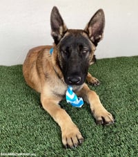 Bruno - Photo 2