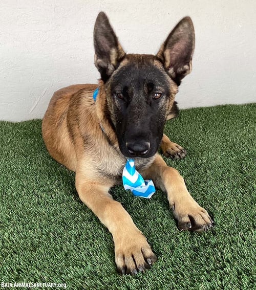 BRUNO - Belgian Shepherd Malinois / German Shepherd Dog available for adoption