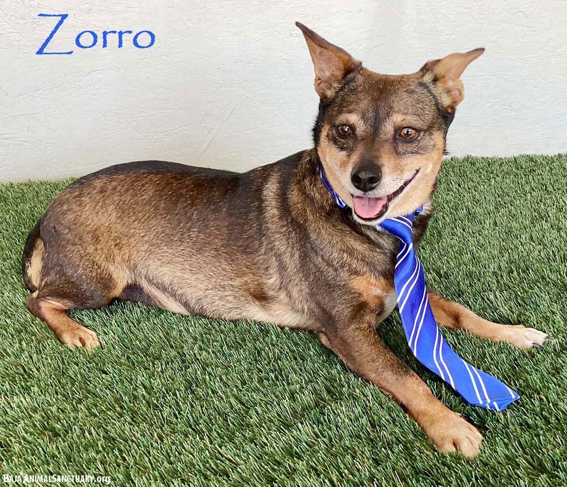 ZORRO - Chihuahua / Corgi available for adoption
