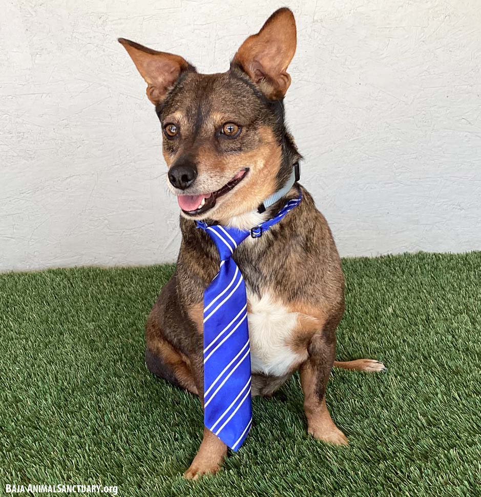 ZORRO - Chihuahua / Corgi available for adoption