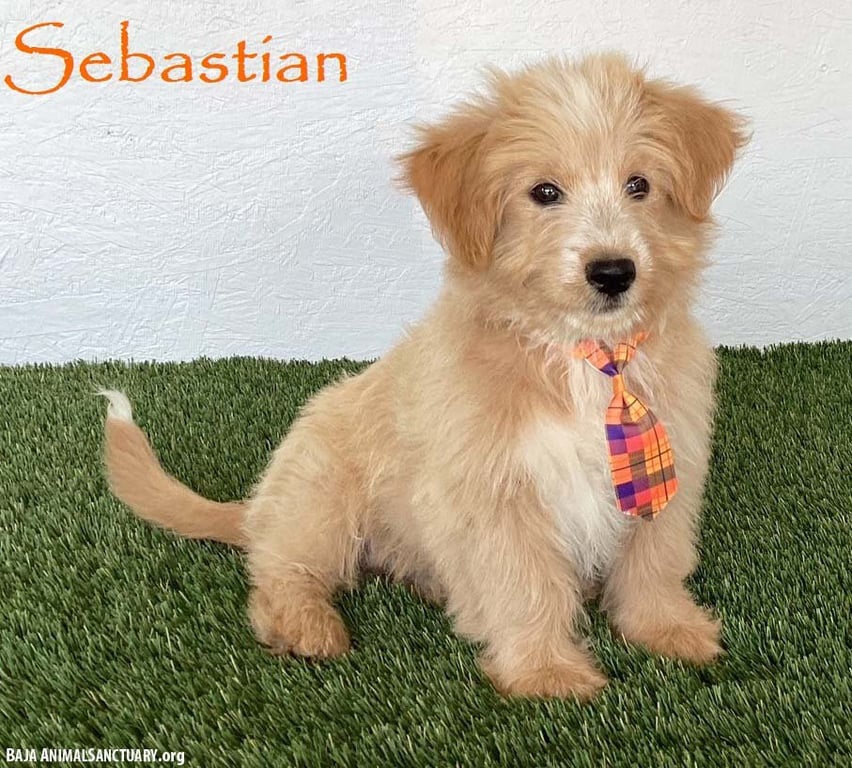 Sebastian Image