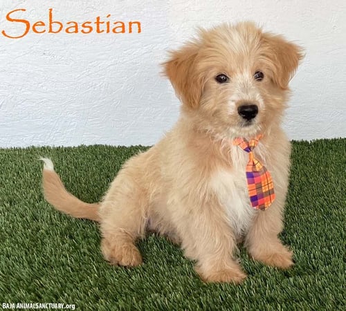 SEBASTIAN - Yellow Labrador Retriever / Poodle (Miniature) available for adoption